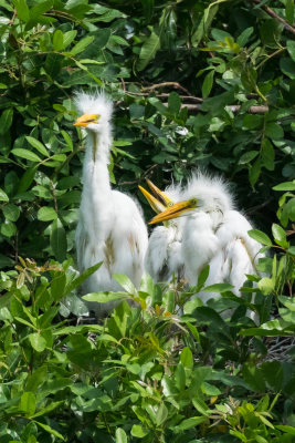 Young Egrets