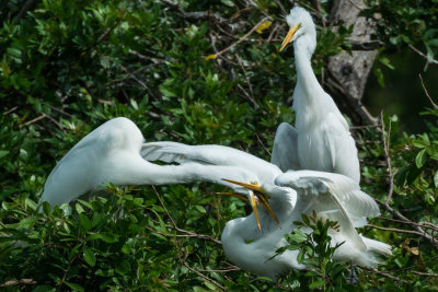 Great Egrets playing
