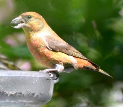 male Red Crossbill