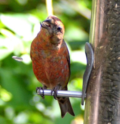 male Red Crossbill