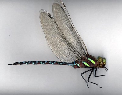 Black-tipped Darner(male)
