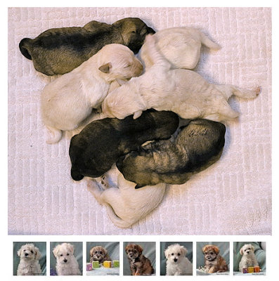 Newborn Schnoodle puppies