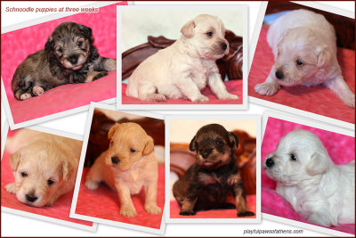puppies at 3 weeks-6.2014.jpg