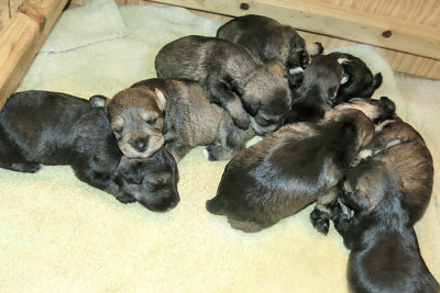 Pups from Sept 2014 litter