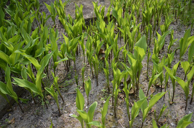 Lily of the valley