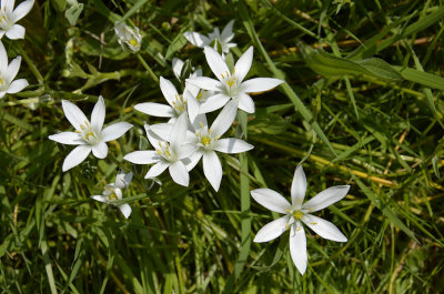 Ornithogalum umbellatum - Vogelmelk