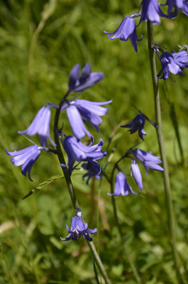 Wilde Hyacint/Wild Hyacinth