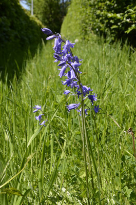 Wilde Hyacint/Wild Hyacinth