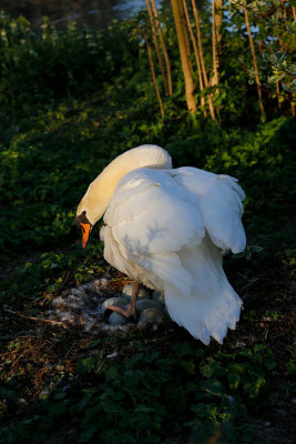 Swan protecting her seven eggs