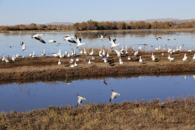 El Bosque del Apache Wildlife Refuge