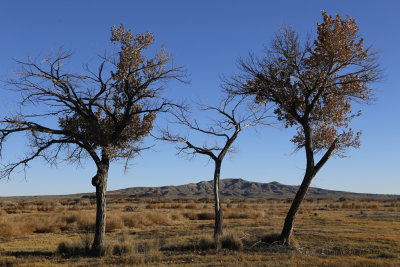 El Bosque del Apache Wildlife Refuge