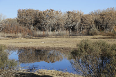 El Bosque del Apache Wildlife Refuge