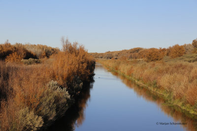 El Bosque del Apache Wildlife Refuge