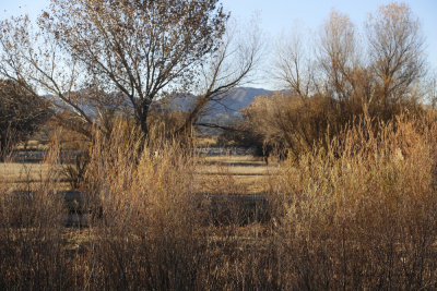 El Bosque del Apache Wildlife Refuge