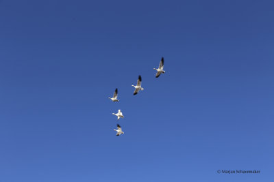 El Bosque del Apache Wildlife Refuge