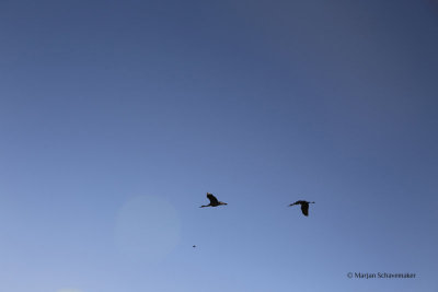 El Bosque del Apache Wildlife Refuge