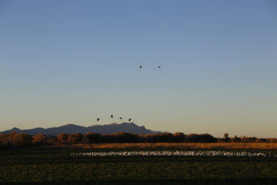 El Bosque del Apache Wildlife Refuge