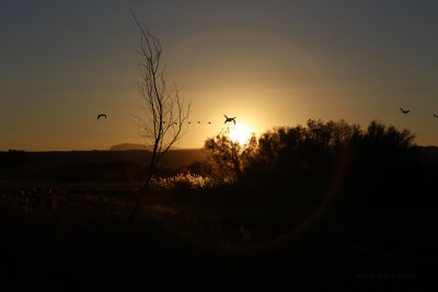 El Bosque del Apache Wildlife Refuge