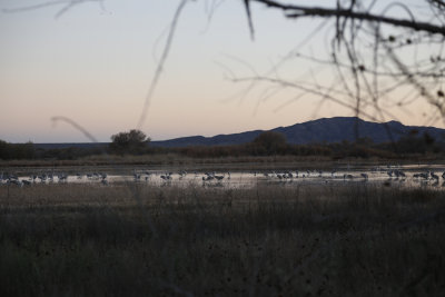 El Bosque del Apache Wildlife Refuge