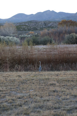 El Bosque del Apache Wildlife Refuge