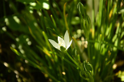 Vogelmelk (Ornithogalum) 