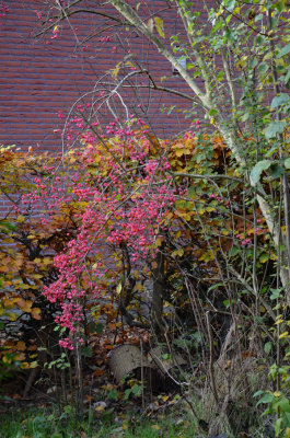 Kardinaalsmuts (Euonymus) Red Cascade 