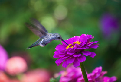 Hummingbird & flower