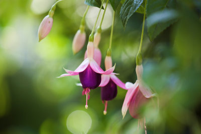 Purple bell flower