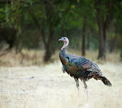 Wild turkey