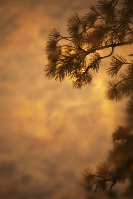 Pine tree & the sun