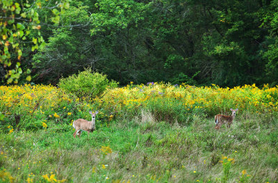 Young deers