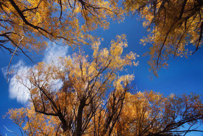 Autumn sky