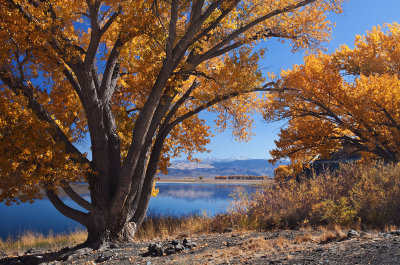 Cottonwoods by the lake