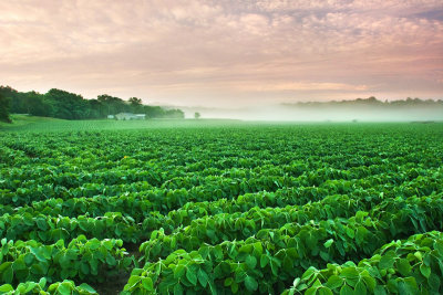 Bean field