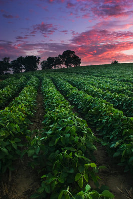 Bean field