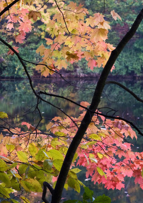 Autumn colors