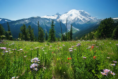 Mt Rainier in summer blossom