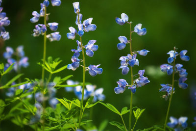 Lupines