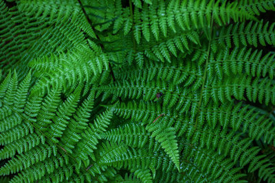 Fern