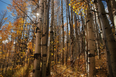 Aspen woods