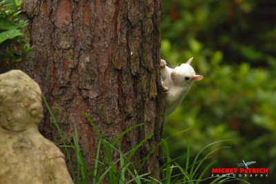 White Squirrel