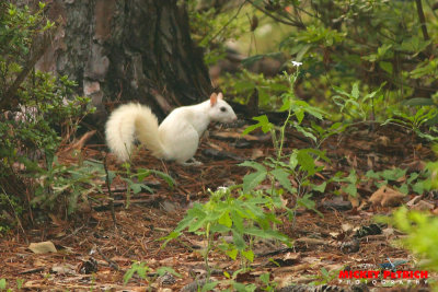 White Squirrel