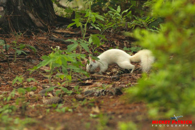 White Squirrel