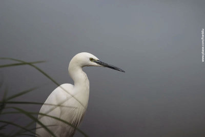 Egret in rice field