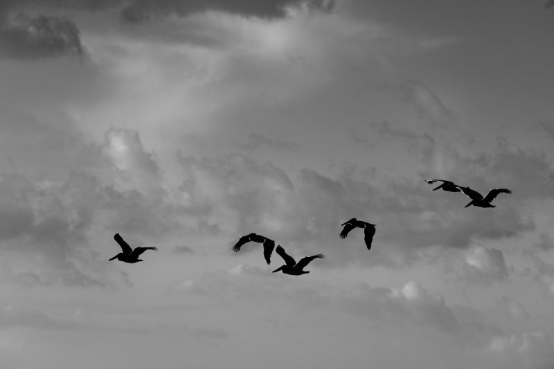 pelican group bw small.jpg