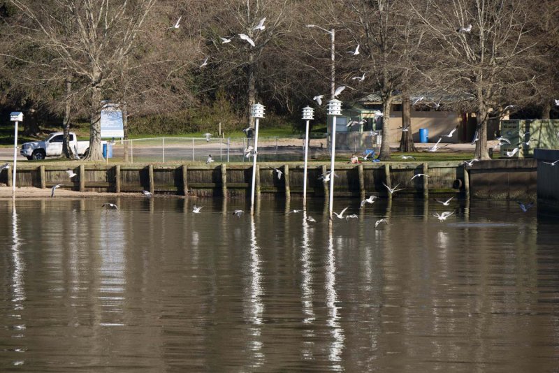 gulls copy.jpg