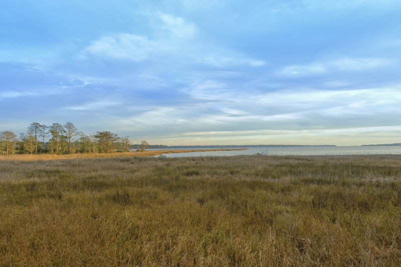 Marsh in winter reduced.jpg