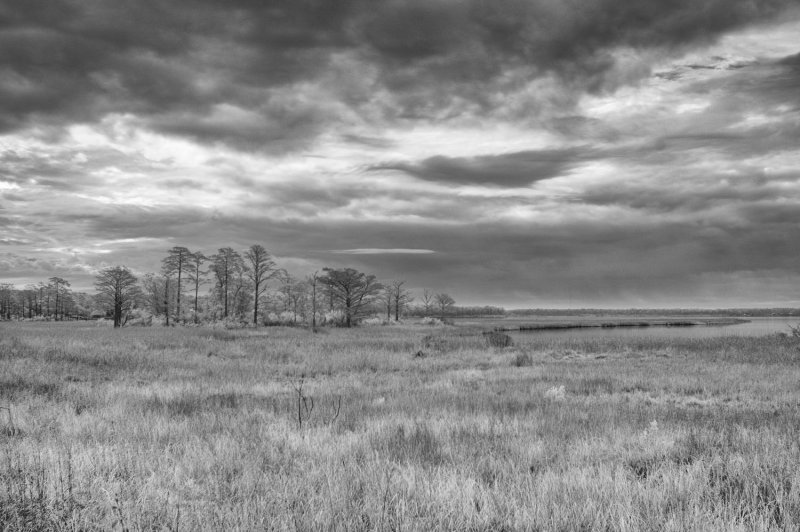 infrared marsh copy.jpg
