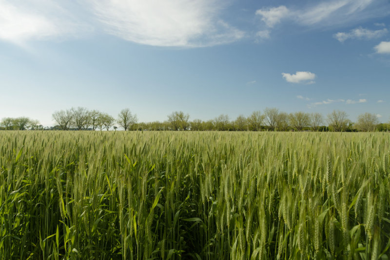 wheat.jpg