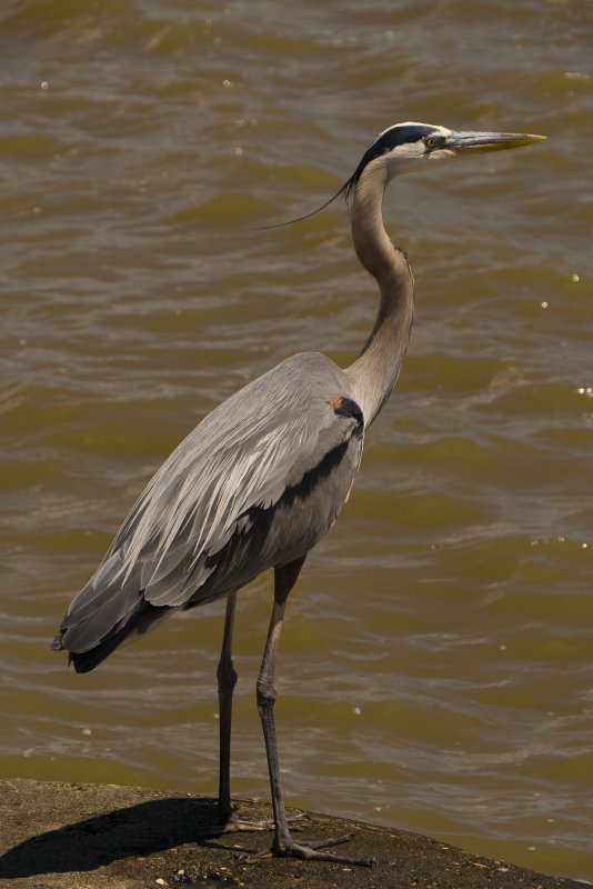 great blue heron al copy.jpg